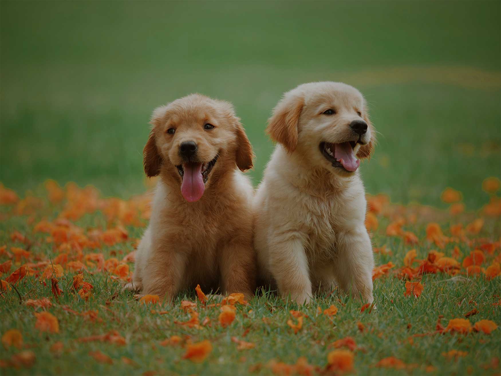 A voir, à faire avec mon chien !